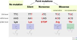 Point mutations-en