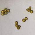 Pollens of Chrysanthemum