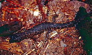 Prickly Rainforest Skink (Gnypetoscincus queenslandiae) (9774749225).jpg