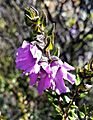 Prostanthera rhombea