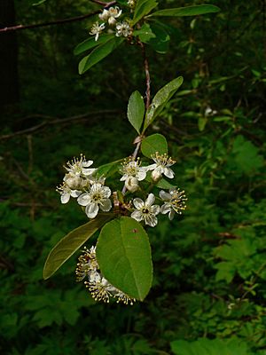 Prunus emarginata 15419.JPG