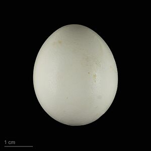 Psittacula derbiana MHNT.ZOO.2010.11.148.24