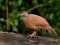 RED SPURFOWL NHOLE