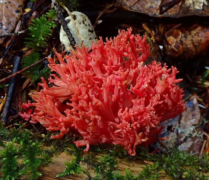 Ramaria araiospora 581171