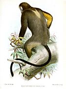 Drawing of brown monkey