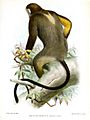 Rhinopithecus brelichi Smit