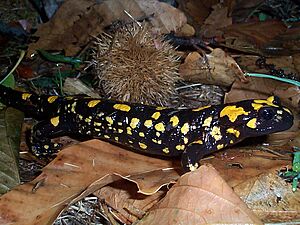 Salamandra corsica.jpg