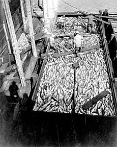 Scow loaded with salmon at the Alaska Packers Association cannery, Wrangell, Alaska, 1918 (COBB 114)