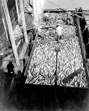 Scow loaded with salmon at the Alaska Packers Association cannery, Wrangell, Alaska, 1918 (COBB 114)