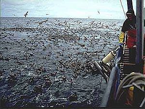 Seabirds longlinersm