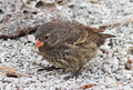 Sharp-beaked Ground Finch (f) JCB