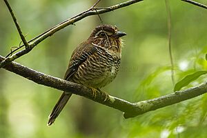 Short-legged Ground-Roller - Masoala - Madagascar S4E7329 (15101189650)
