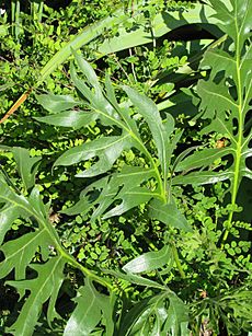 Silphium laciniatum leaves (9292304354)