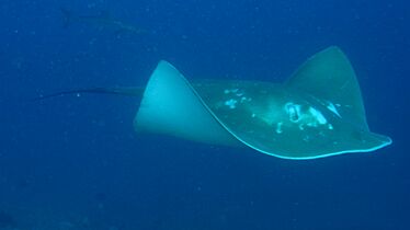 Smalleye Stingray (Dasyatis microps)