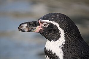 Spheniscus humboldti (54906469713)