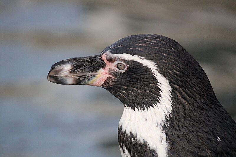 Spheniscus humboldti (54906469713)