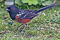 Spotted Towhee