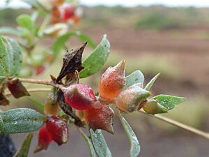 Starr-151214-0102-Atriplex semibaccata-fruiting leaves-Near Lua Kealialalo-Kahoolawe (26284992665)