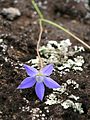 Starr 050815-3471 Wahlenbergia gracilis