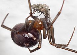 Steatoda grossa female eating insect 1