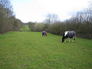 Stowe Woods, The Ridings - geograph.org.uk - 152837