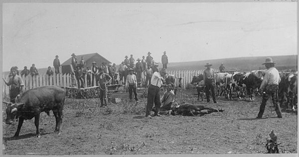 Students branding cattle at Seger Colony School, Oklahoma, 1900 - NARA - 519189