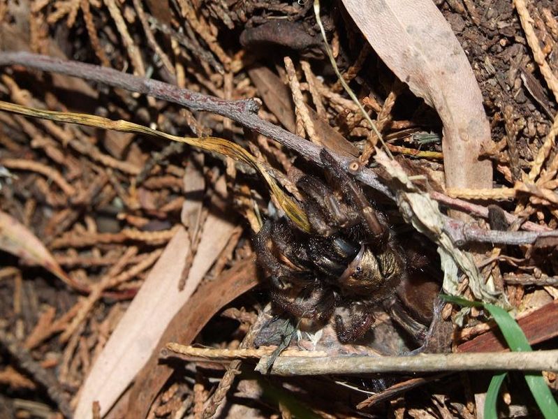 Sydney-brown-trapdoor-spider