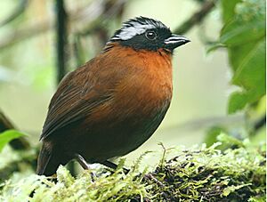 Tanager Finch.jpg