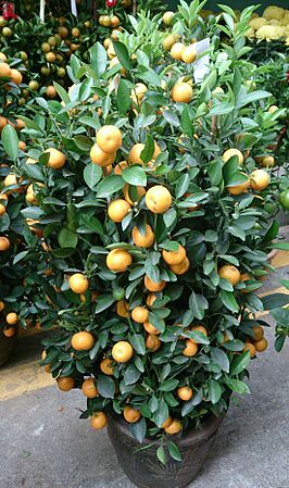 Tangerine plant