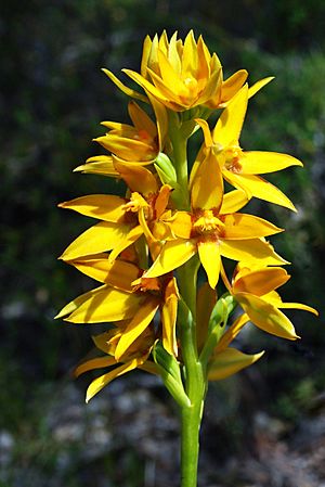 Thelymitra dedmaniarum - Cinnamon Sun Orchid (4625193999).jpg