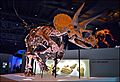 Triceratops Specimen at the Houston Museum of Natural Science v01