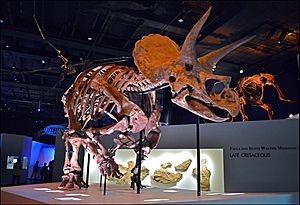 Triceratops Specimen at the Houston Museum of Natural Science v01