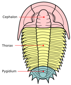 Trilobite sections-en