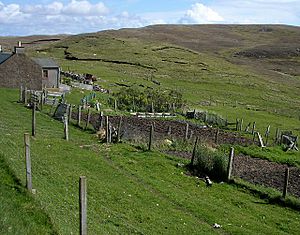 Vegetable garden - geograph.org.uk - 479867.jpg