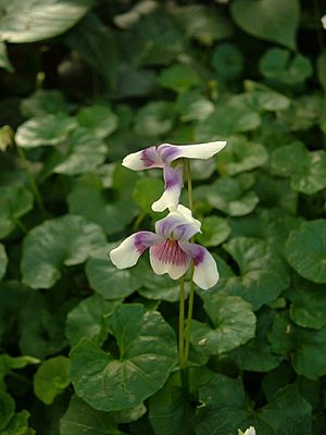 Viola hedercea01.jpg
