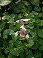Viola hedercea01