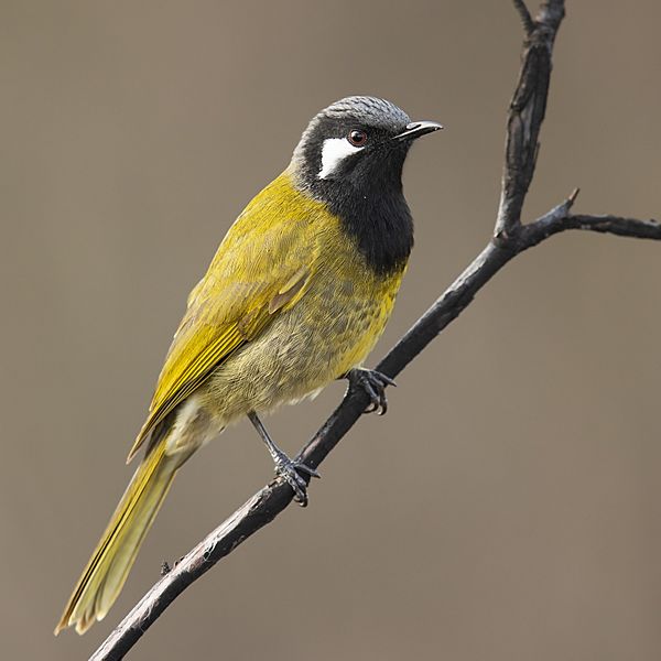 White-eared Honeyeater - Blackheath