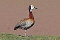 White-faced whistling duck (Dendrocygna viduata)