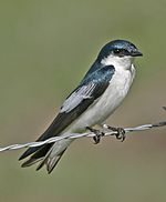 White-winged Swallow 1052.jpg