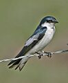 White-winged Swallow 1052