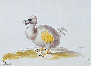 White dodo
