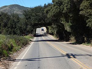 Wildomar tree tunnel 2