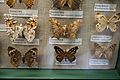 Wood butterflies (17735539850)