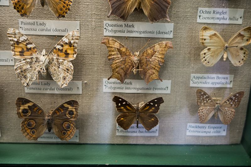 Wood butterflies (17735539850)