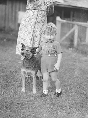 Young boy with dog, Brisbane, 1945 (38283739684)