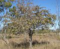 Zizyphus mauritiana tree