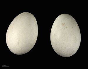 Accipiter melanoleucus MHNT.ZOO.2010.11.82.6