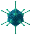 Adenovirus 3D schematic