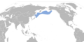 Aethia pusilla map
