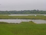 Allens Pond salt marsh